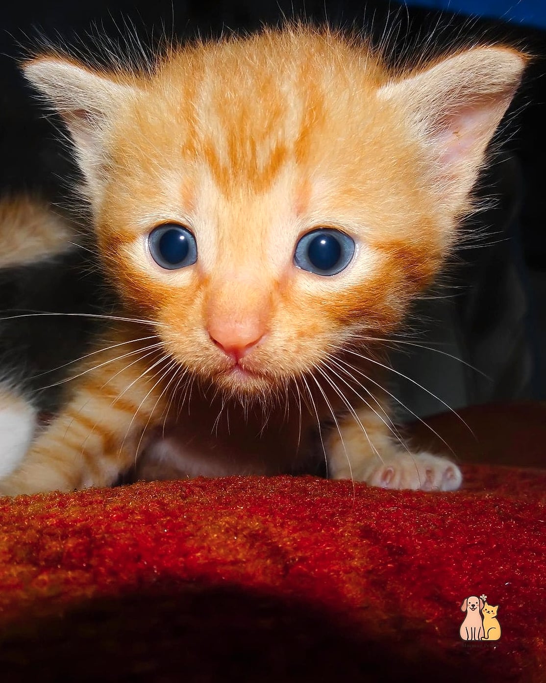 Ginger Snap the Shy Rescue