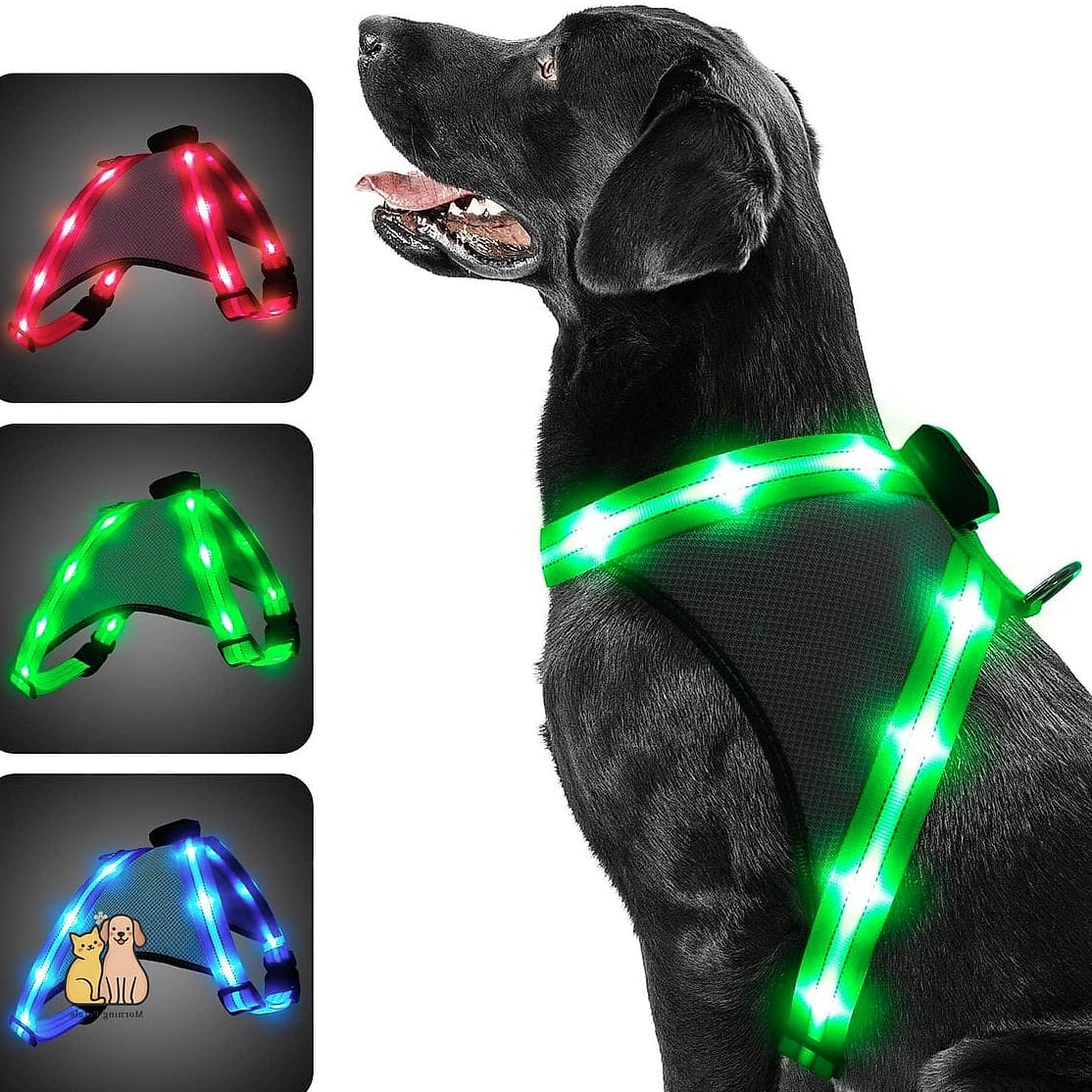 The Glow-in-the-Dark Harness