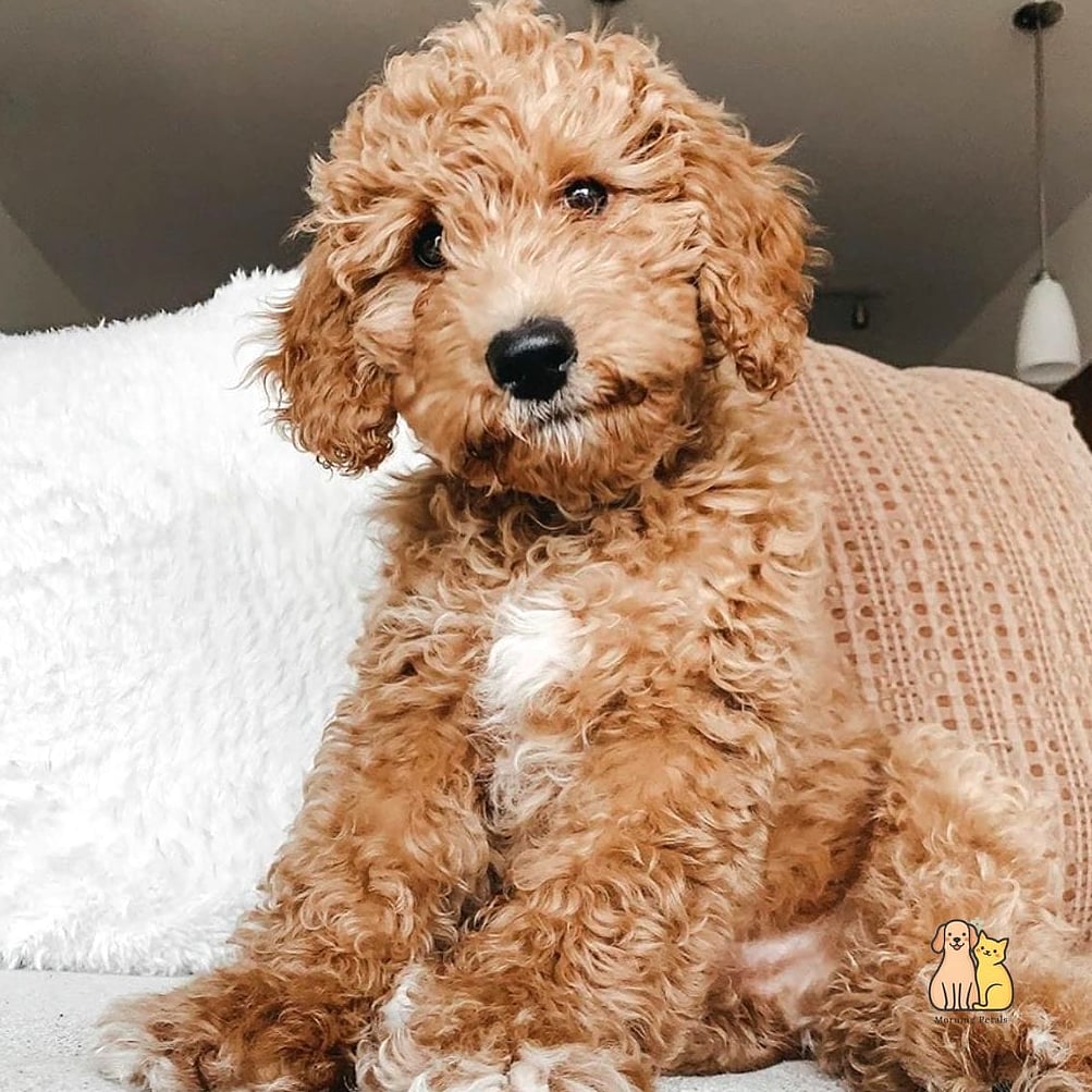 45 Cute Dogs That Dont Shed That Will Restore Your Faith in the World 41 Goldendoodle