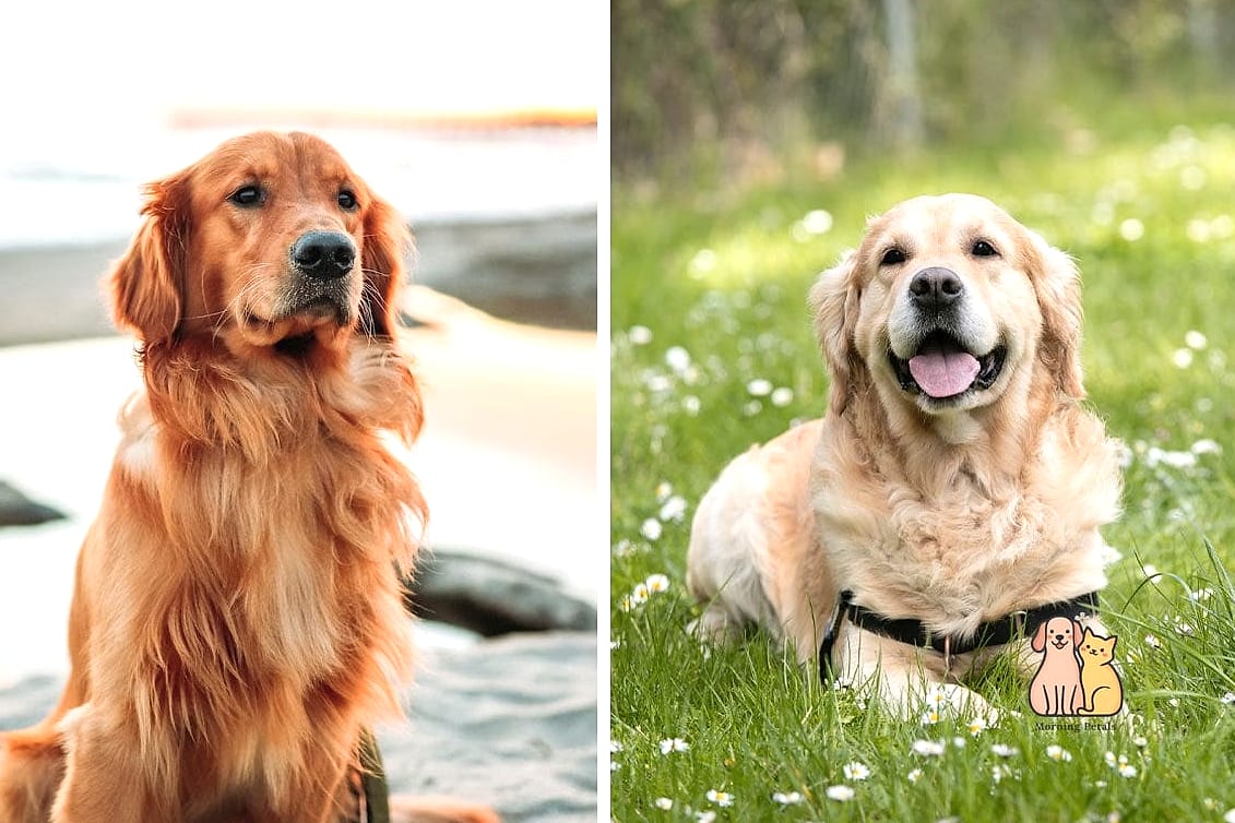 Golden Retriever
