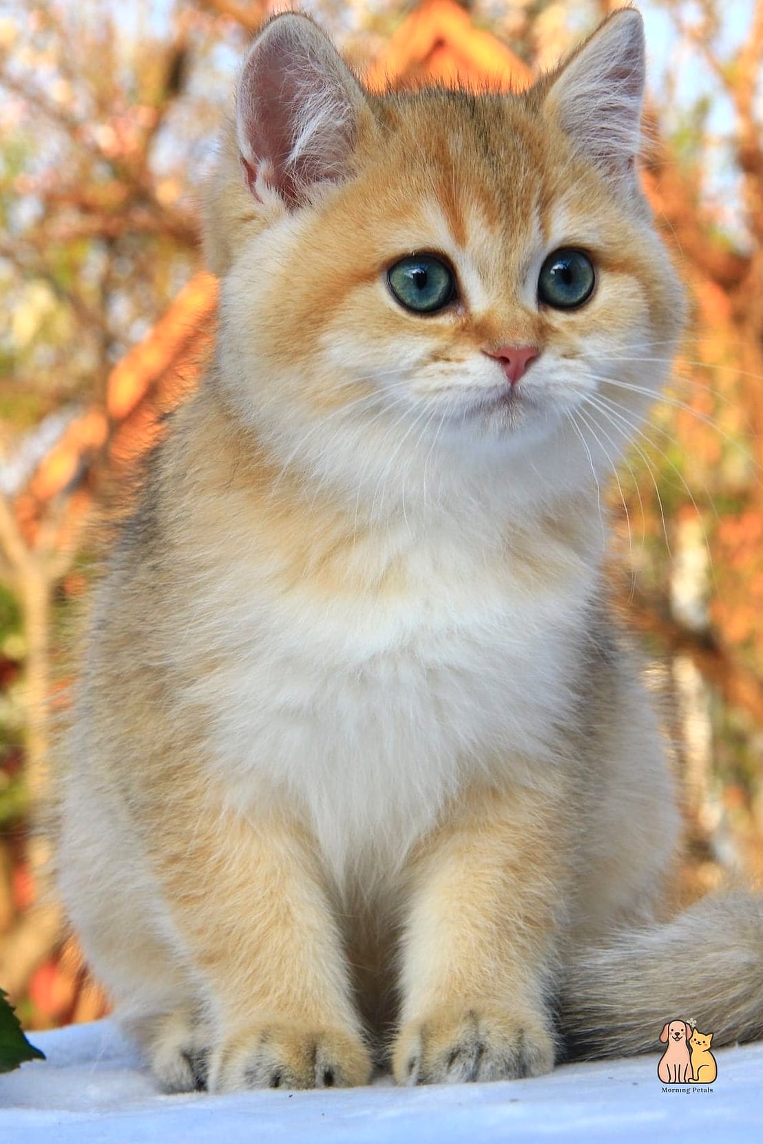 Goldie the Golden Retriever of Cats