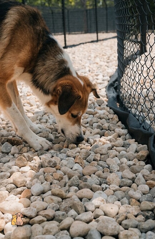 The Gravel-Floor Drainage Kennel