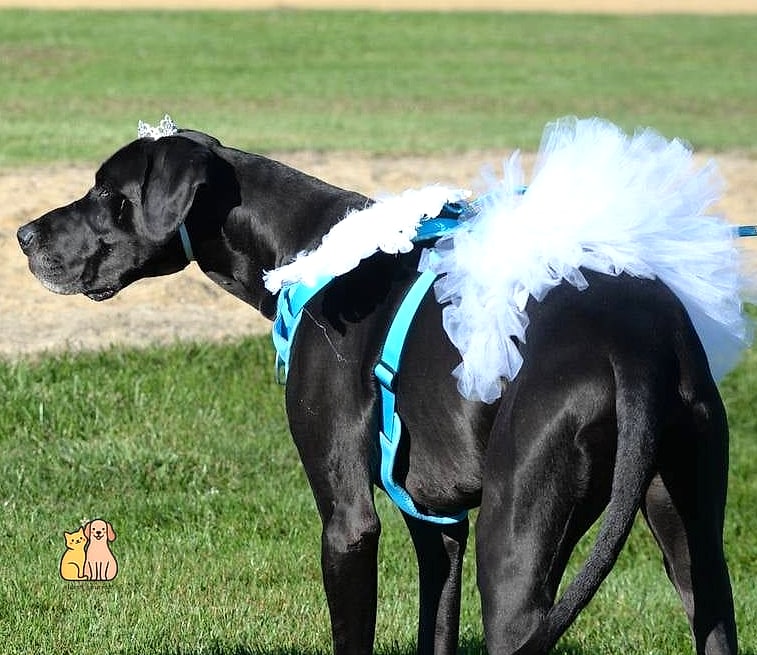 The Great Dane in a Custom Blazer