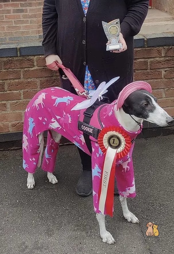 The Greyhound in a Sleek Racing Jacket