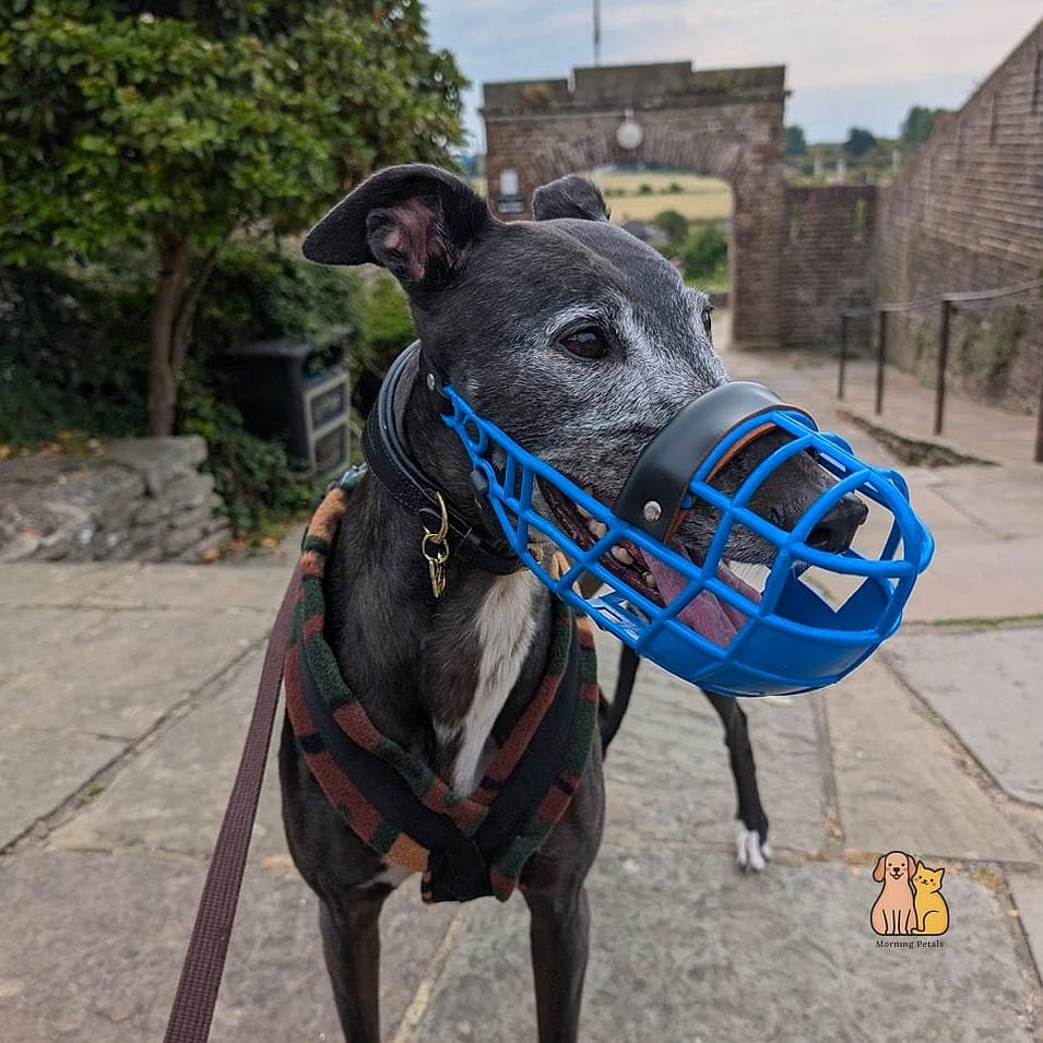 The Greyhound-Style Racing Muzzle