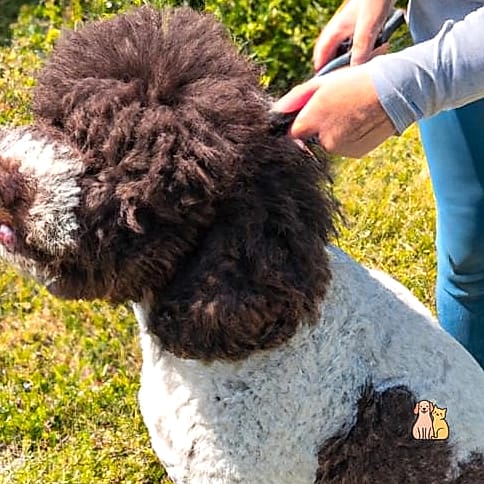 Grooming and Coat Maintenance