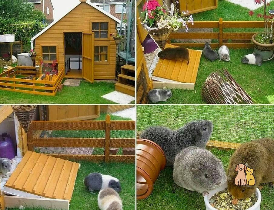 The Guinea Pig Playpen Living Room Setup