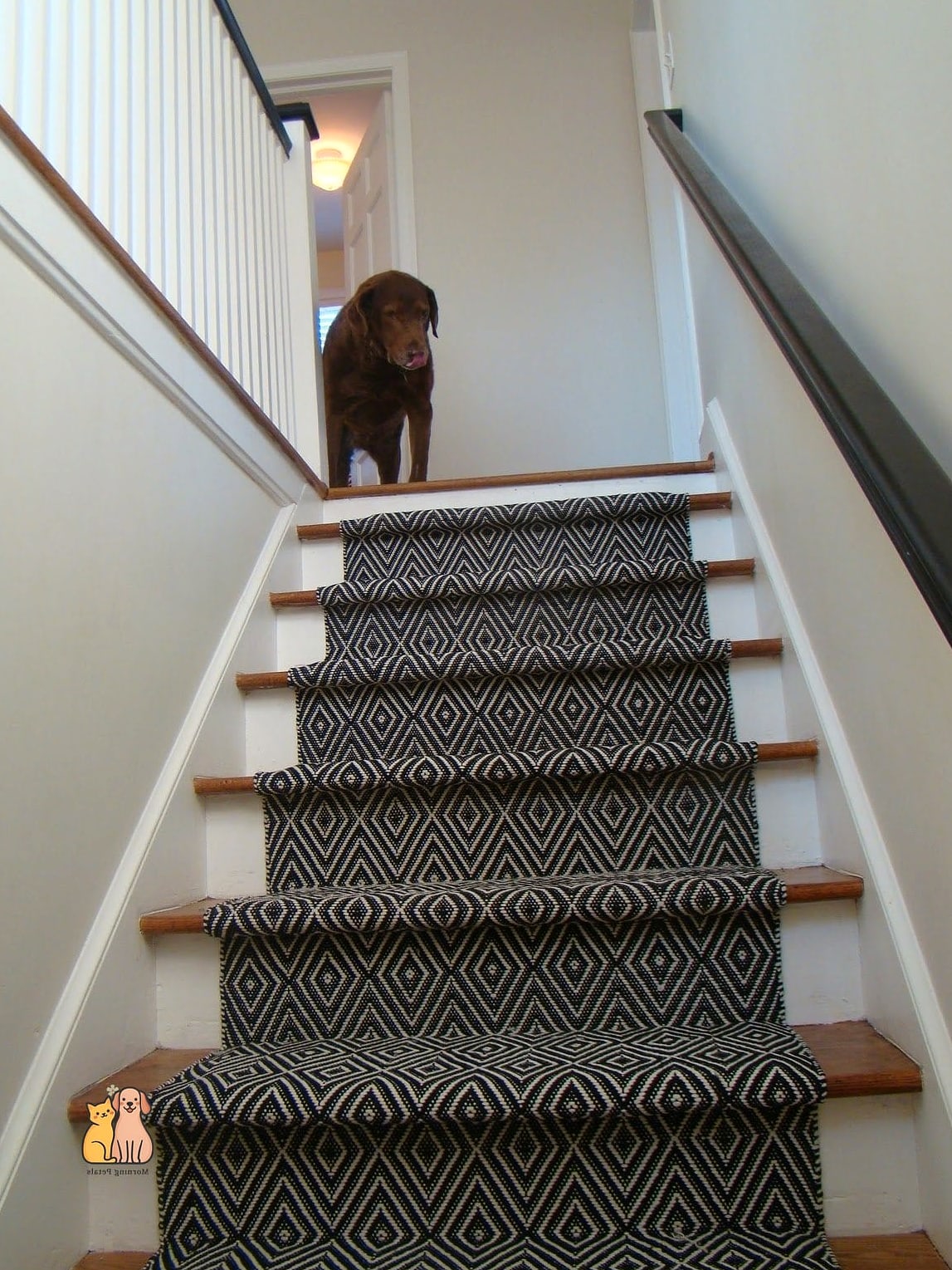30 Incredible Dog Places In House You Need in Your Life Right Now 11 A Hallway Runner Rest Stop