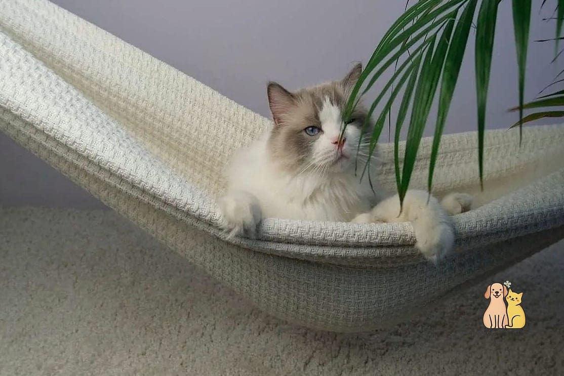 The Hammock-Backed Cat Sofa