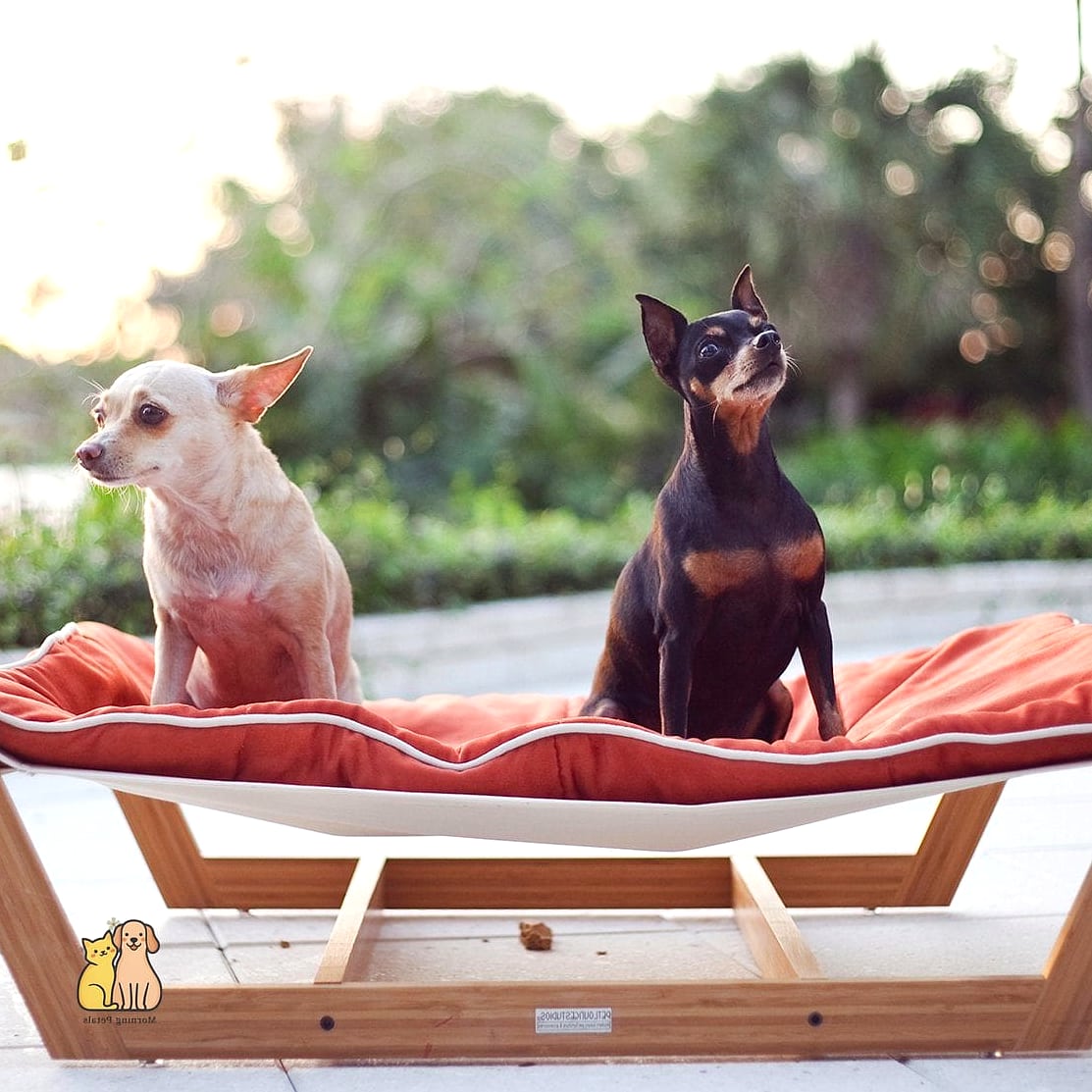 23 Genius Pet Lounge Ideas That Will Inspire You 9 The Hammock-Style Bunk Lounge
