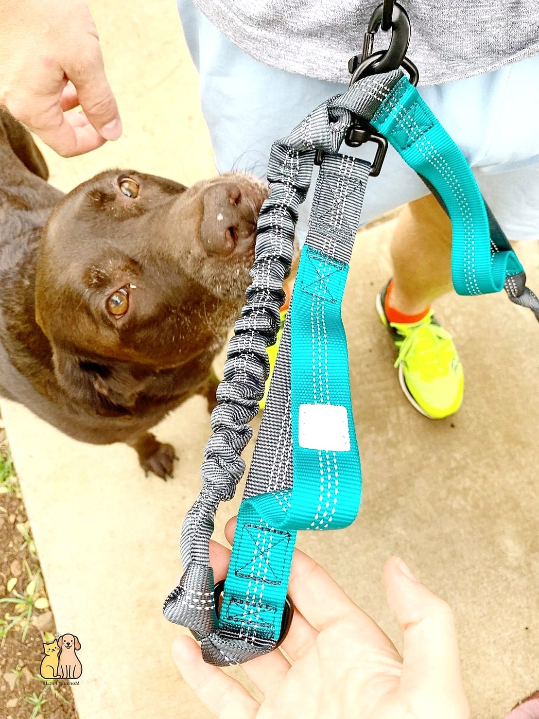 The Hands-Free Waist Leash for Runners