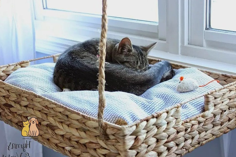 The Hanging Basket Bed