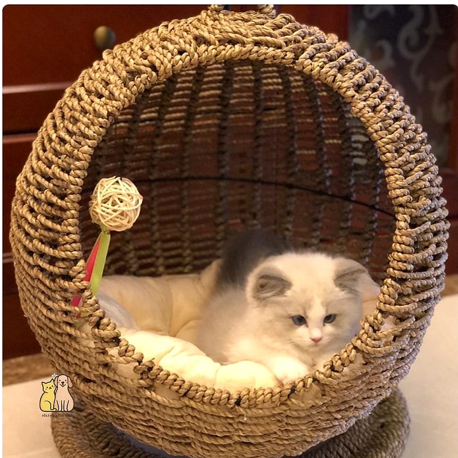 Hanging Basket Pod