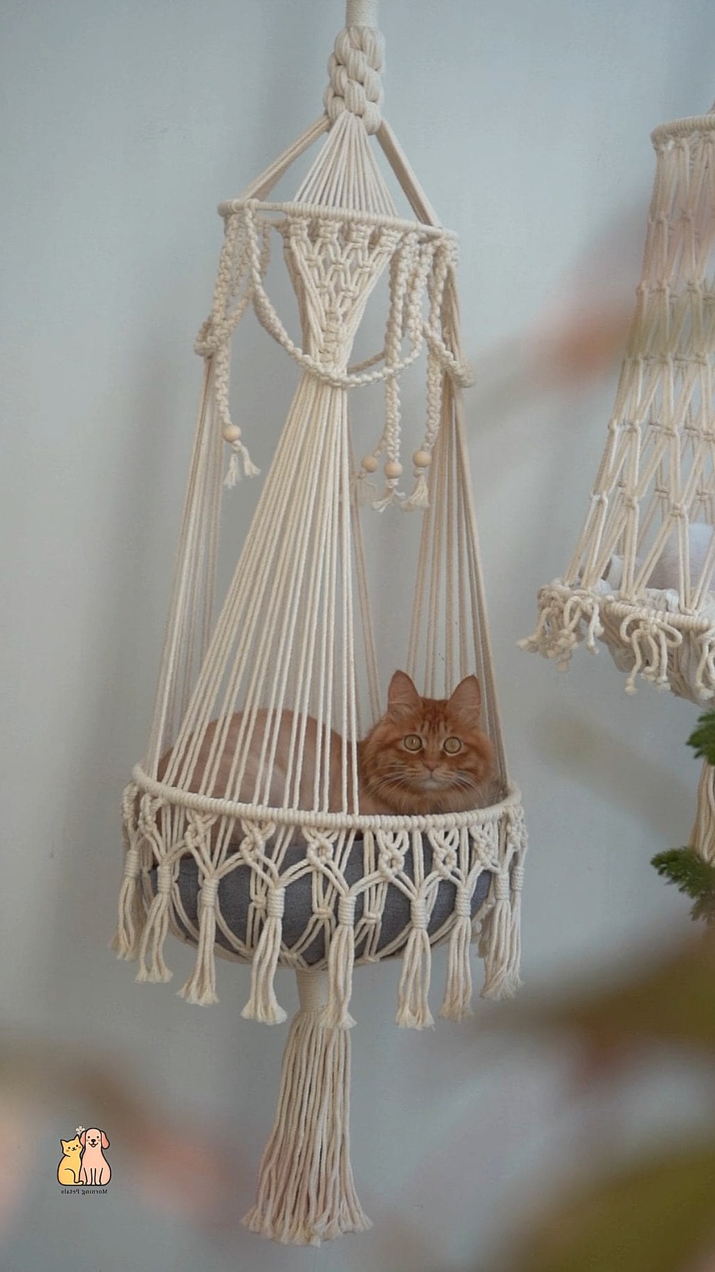The Hanging Cat Hammock Cave