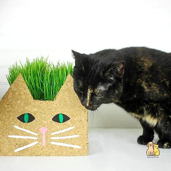 15 Gorgeous Cat Grass For Indoor Cats That Are Too Cute to Handle 5 Hanging Cat Grass Planter for Small Spaces