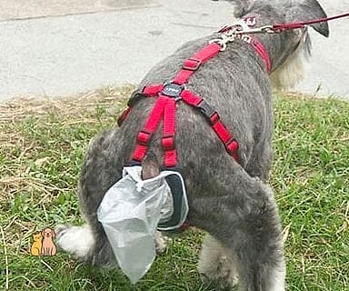 The Harness with Built-In Poop Bag Holder