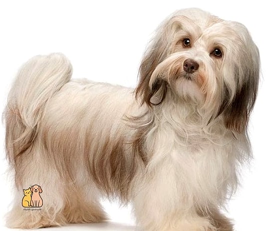 The Small Dog Breeds: You Didn't Know You Needed 5 The Havanese