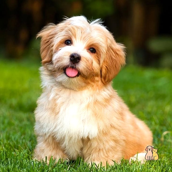 45 Cute Dogs That Dont Shed That Will Restore Your Faith in the World 14 Havanese