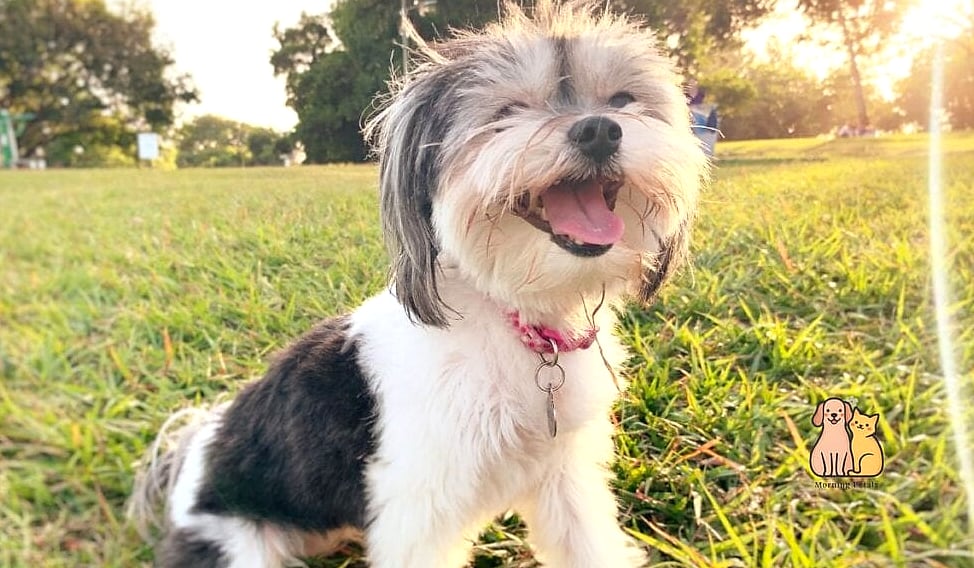 The Havanese