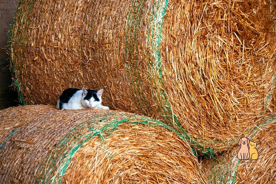 20 Clever Outdoor Cat House Ideas on a Budget 8 Hay Bale Igloo