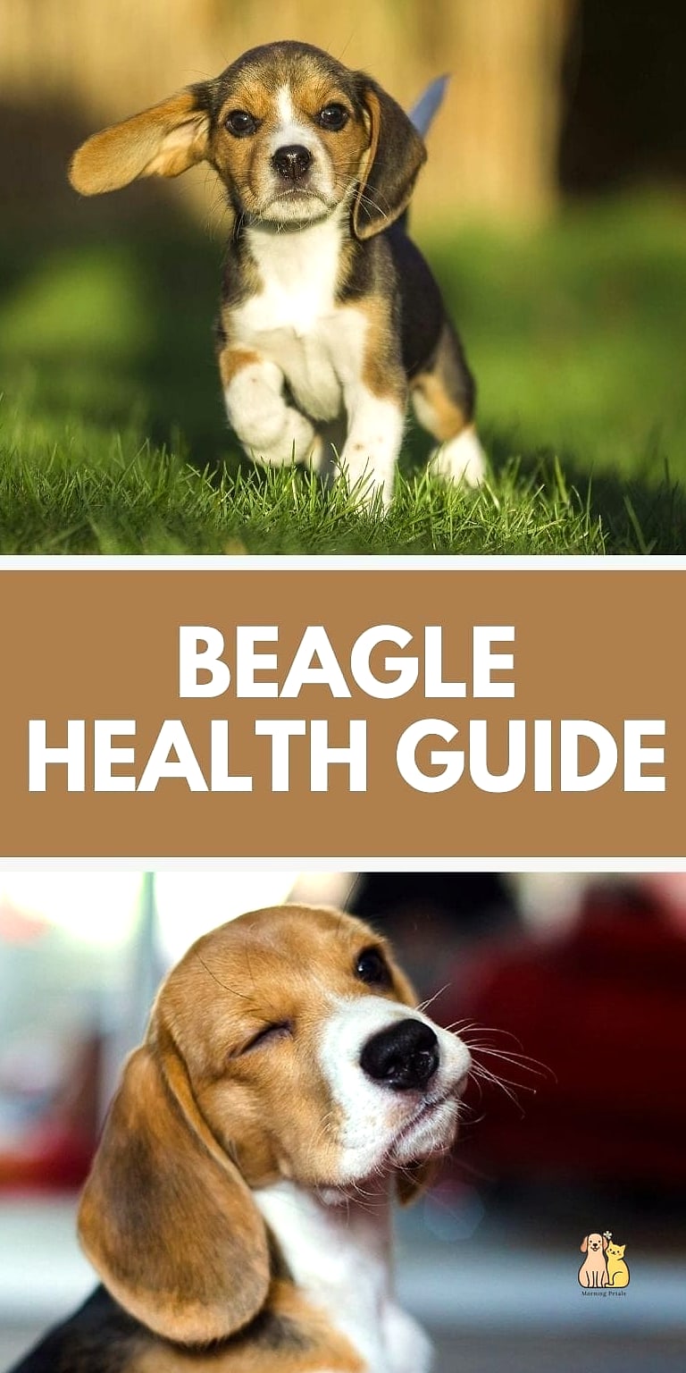The Beagle Breed: You Didn't Know You Needed 7 Health Considerations