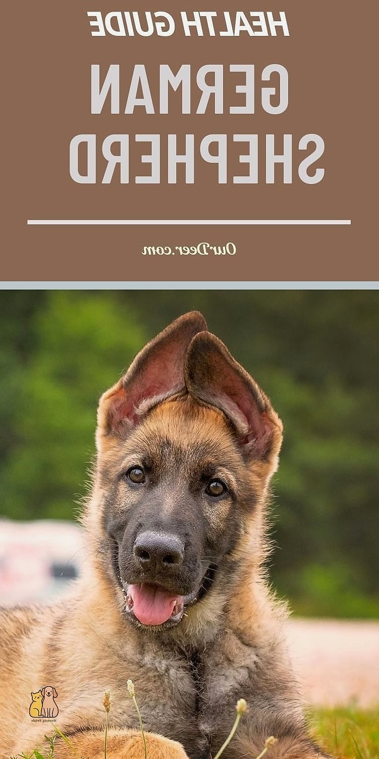 The German Shepherd Breed: That Will Change How You See Them 8 Health Considerations