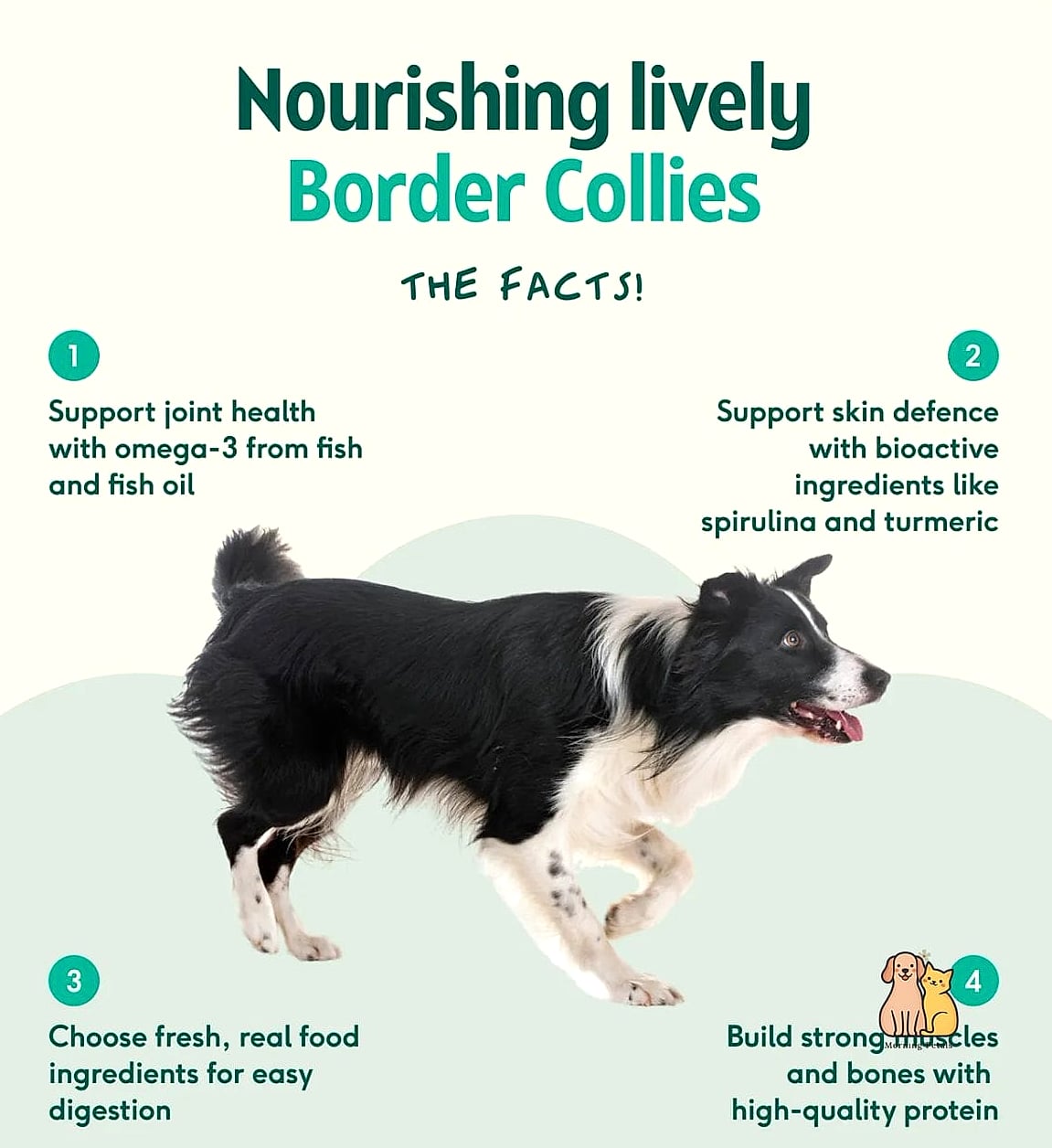 The Border Collie Breed: The Ultimate Guide 9 Health Considerations
