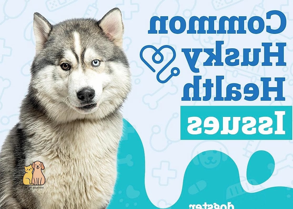 The Husky Dog Breed: Everything You Need to Know 7 Health Considerations