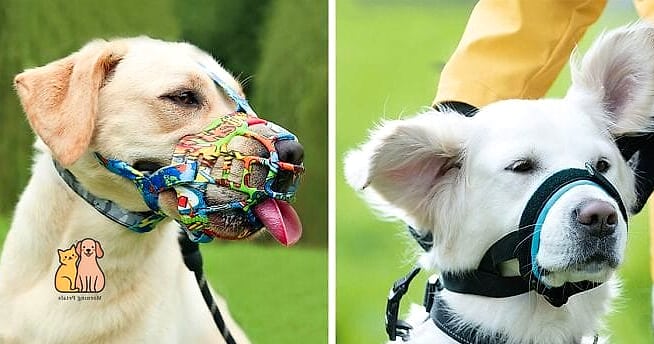 The Heavy-Duty Bull Breed Muzzle