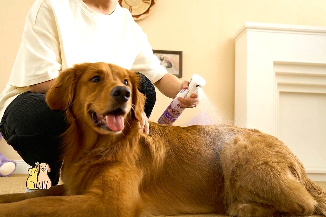 22 Heartwarming Pet Odor Air Purifiers You Need in Your Life Right Now 11 The Heavy Shedder's Best Friend