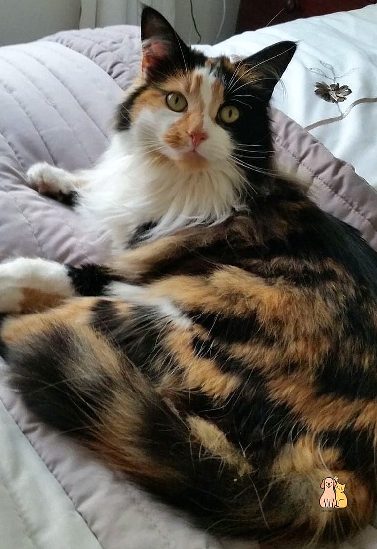 The Heirloom Family Cat