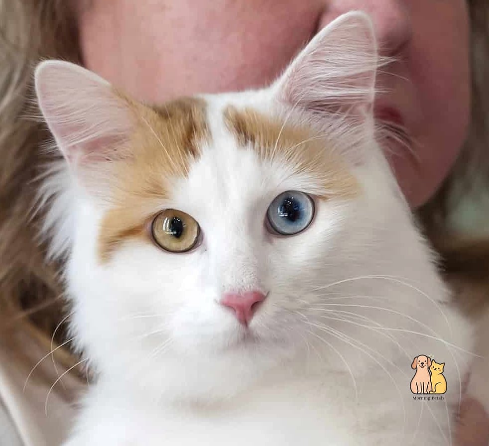The Heterochromatic Van Cat