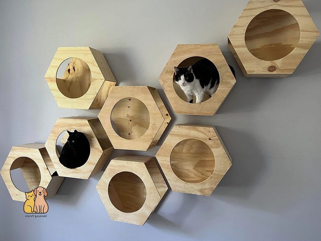 The Hexagon Cat Pod