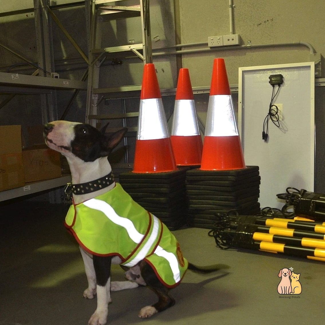 The High-Visibility Orange Vest