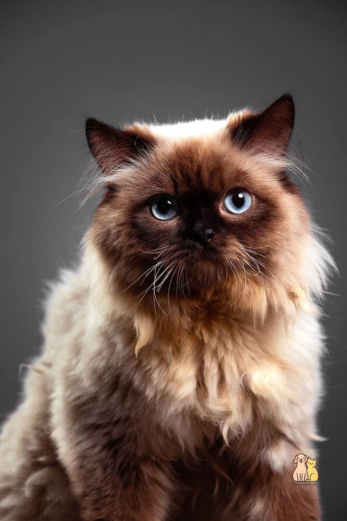 The Himalayan's Color-Point Coat