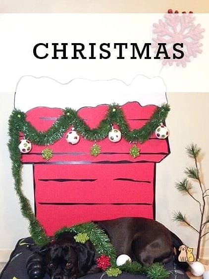 The Holiday Celebration Dog Vest