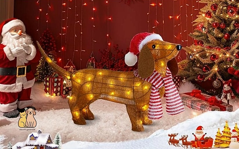 40 Adorable Wiener Dogs That Will Make Your Day 35 The Holiday Photo Model