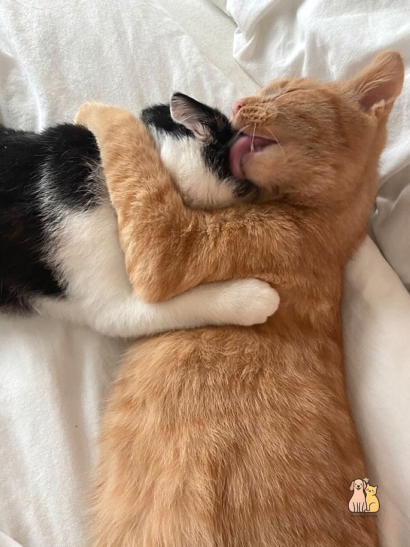 Honey the Cuddle Puddle