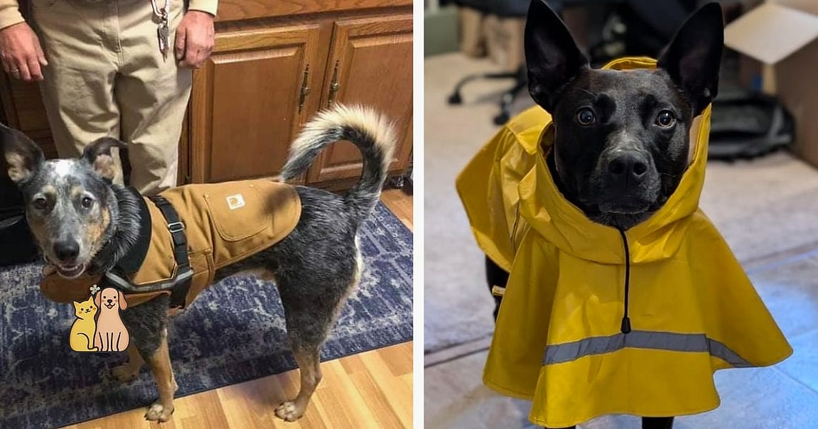 The Hooded Rain-and-Snow Combo Coat