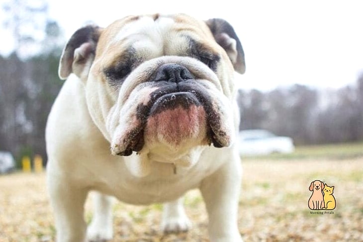 The Bulldog Breed: You Didn't Know You Needed 6 Housing and Space Needs