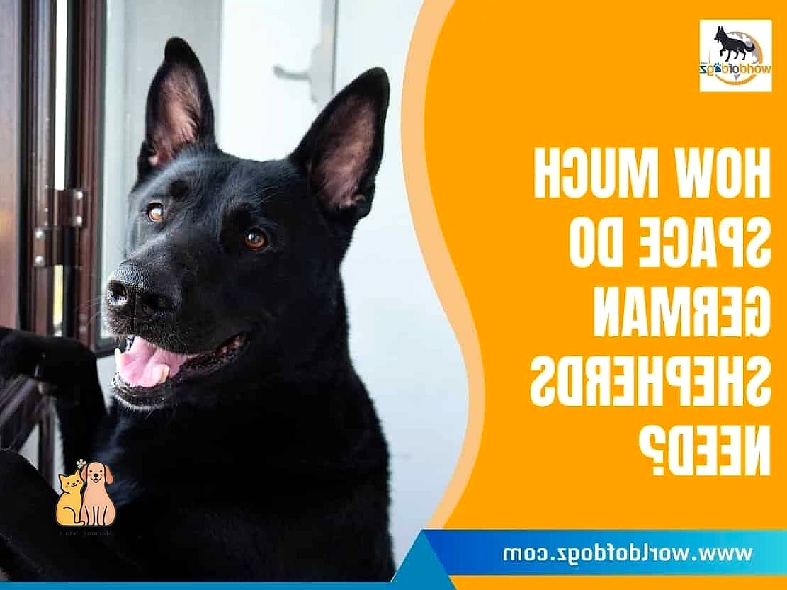 The German Shepherd Breed: That Will Change How You See Them 6 Housing and Space Needs