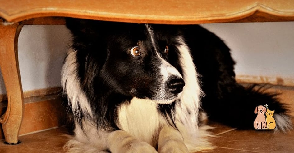 The Border Collie Breed: The Ultimate Guide 7 Housing and Space Needs