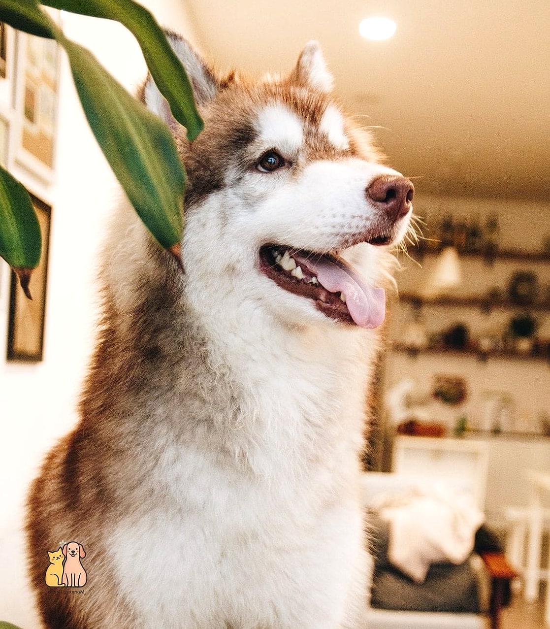 The Husky Dog Breed: Everything You Need to Know 5 Housing and Space Needs