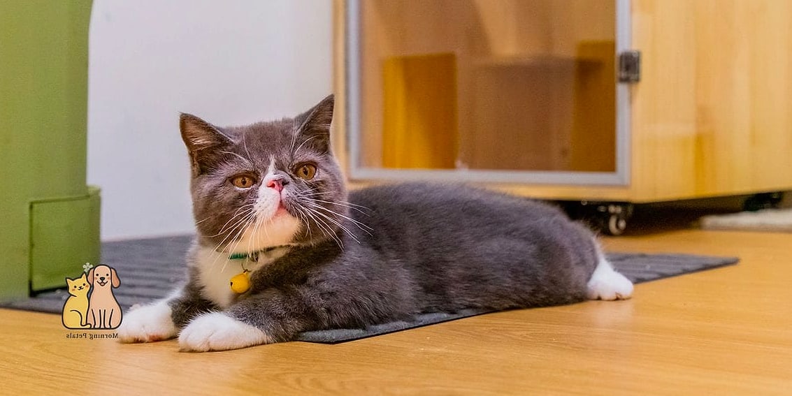 The Exotic Shorthair Cat Breed: You Didn't Know You Needed 5 Housing and Space Needs