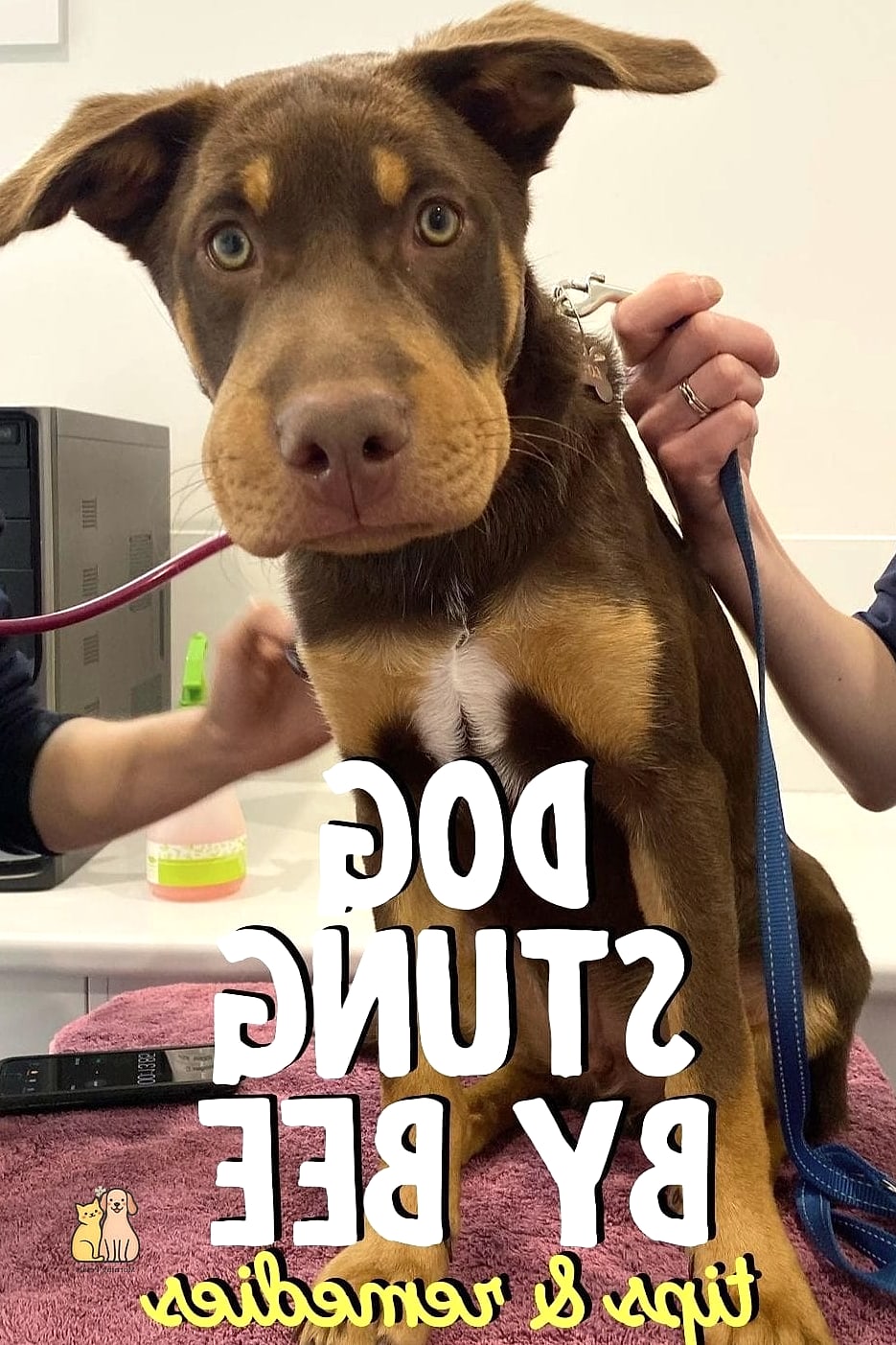 21 Adorable Dog Stung By Bee Guaranteed to Make You Smile 13 How to Help a Dog Stay Calm After a Sting