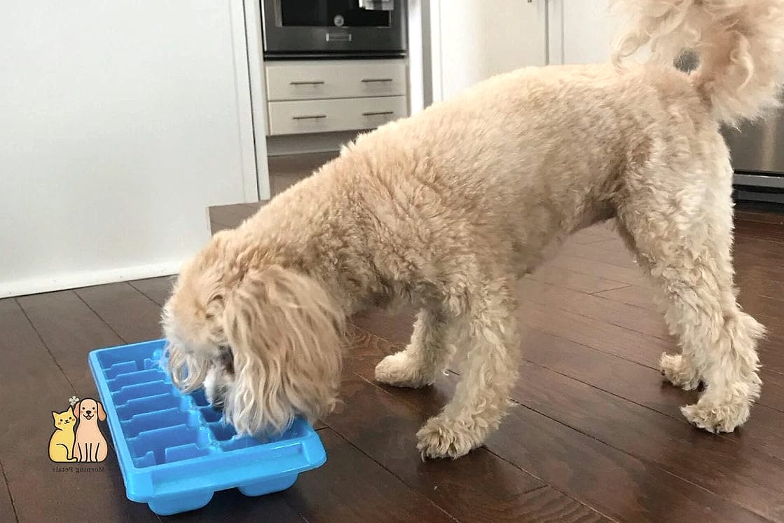 Ice Cube Treats in Summer