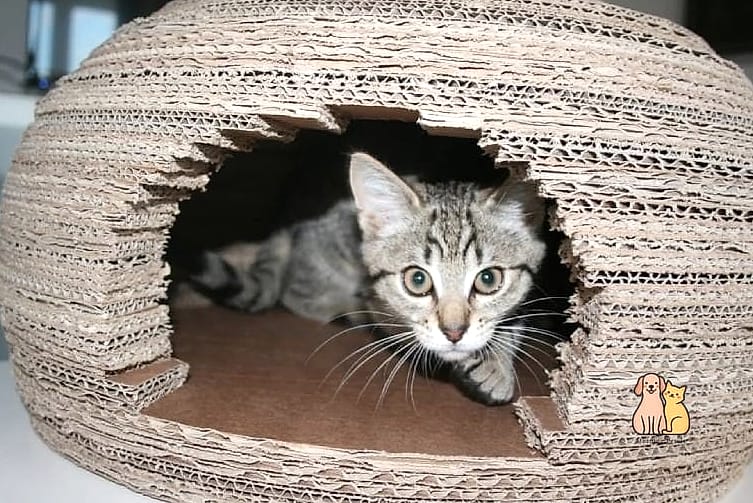 The Igloo Scratch House