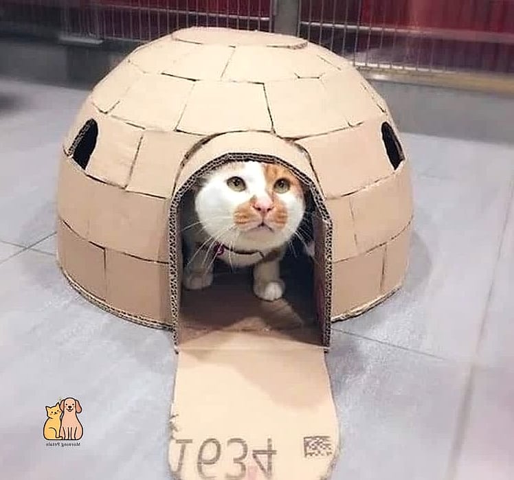 The Igloo-Style Cardboard Den
