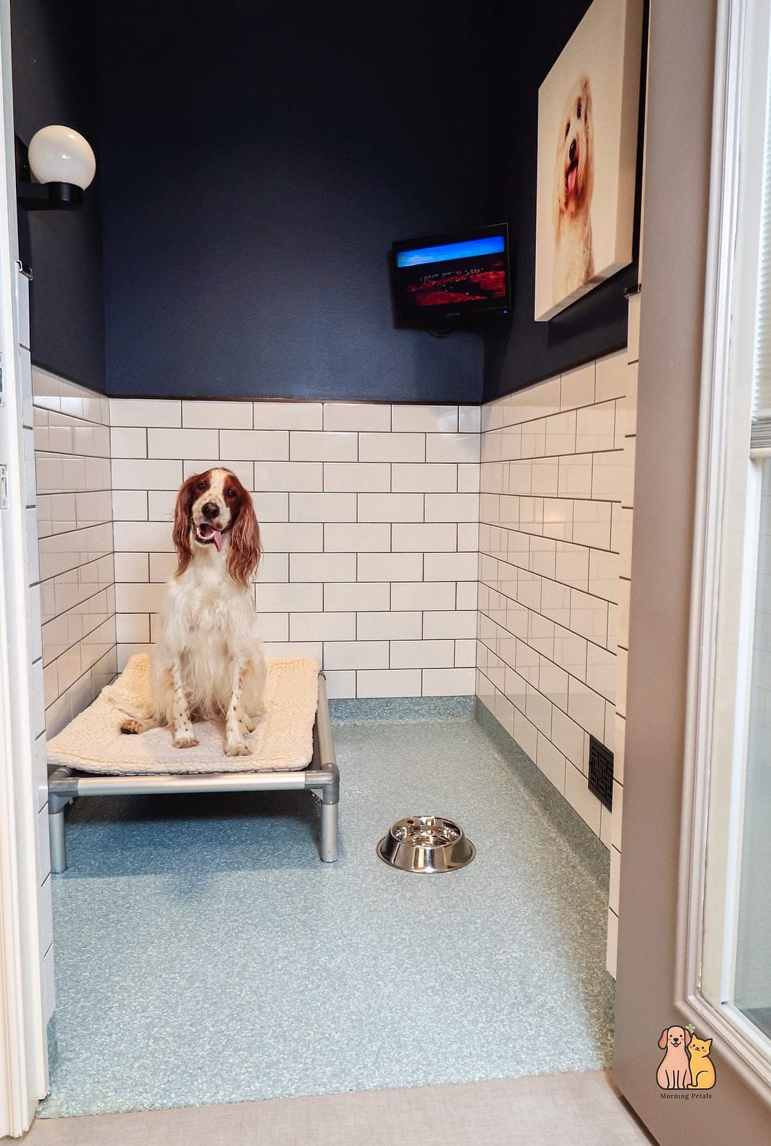 24 Easy Dog Boarding Facility Ideas That Will Inspire You 2 Individual Suite-Style Kennels