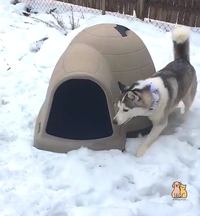 22 Genius Outdoor Dog Shelter Ideas That Are Totally Worth It 2 The Insulated Igloo-Style Shelter